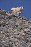 A mountain goat on a rocky slope
