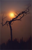 A bare tree silhouetted against the sun