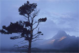 A wind-shaped tree in front of distant mountains